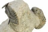 Detailed Hollardops Trilobite With Morocops #275251-1